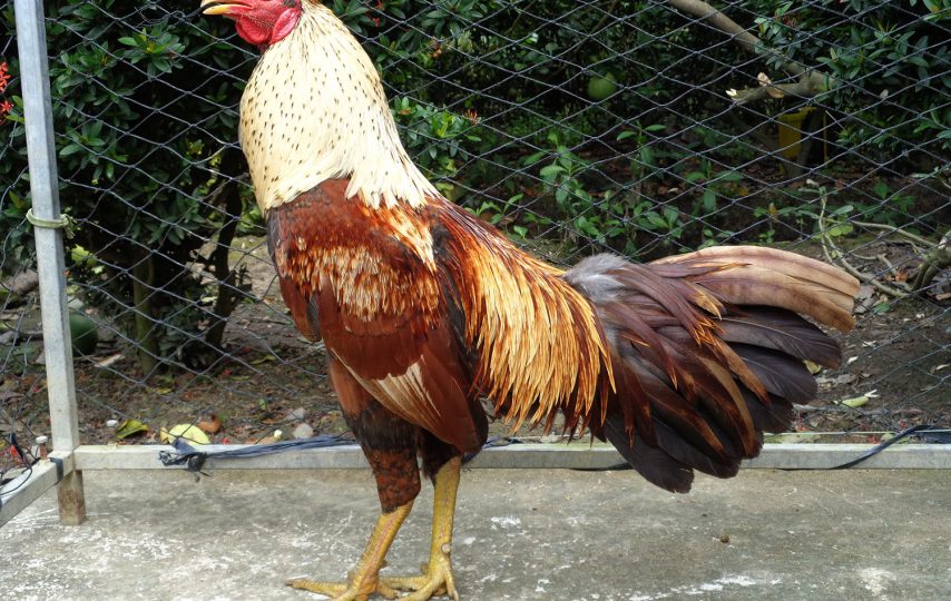 Cách Nuôi Gà Đá Chân Mạnh 2025 Bí Quyết Toàn Diện Từ Chuyên Gia Jun88