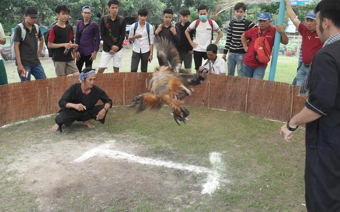 Luật Đá Gà Miền Bắc 2025 Giải Mã Quy Tắc & Bí Kíp Soi Kèo Gà Đòn Bất Bại